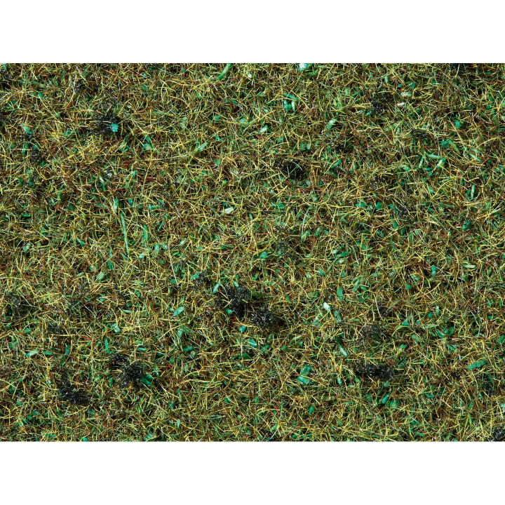 Statická tráva, lesná pôda, 2,5 mm, 20 g