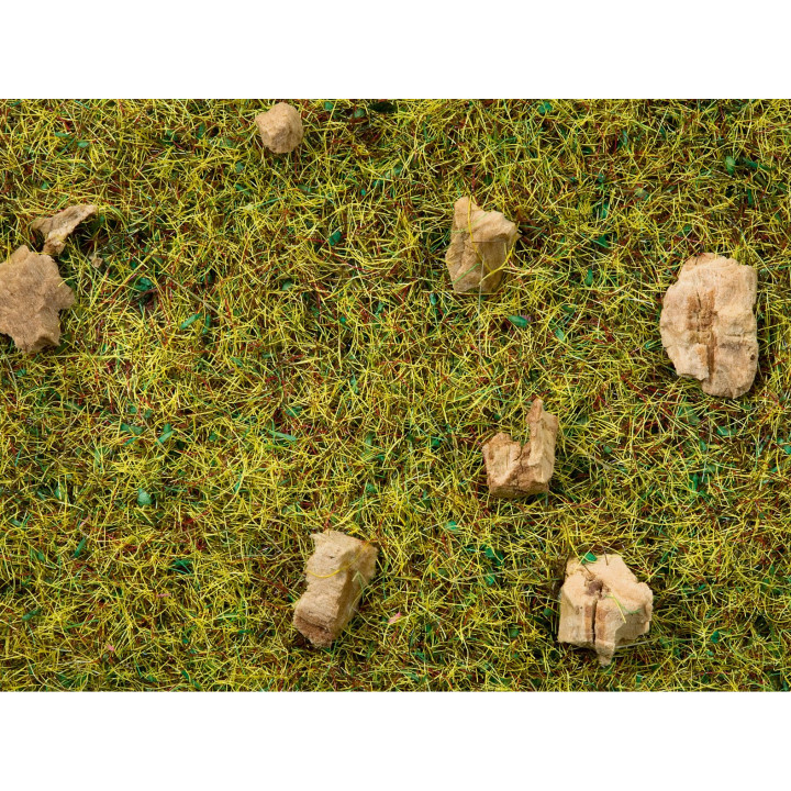 Statická tráva, alpská lúka, 2,5 mm, 20 g