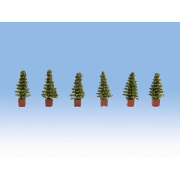 Thuja 6ks
