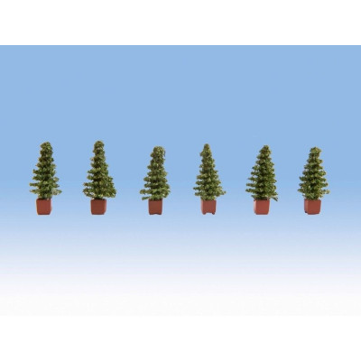 Thuja 6ks