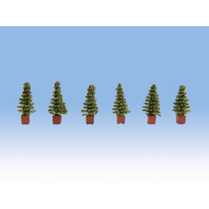 Thuja 6ks