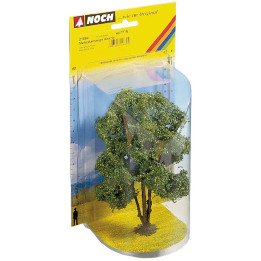 Agát viackmenný , 15 cm  NO21660