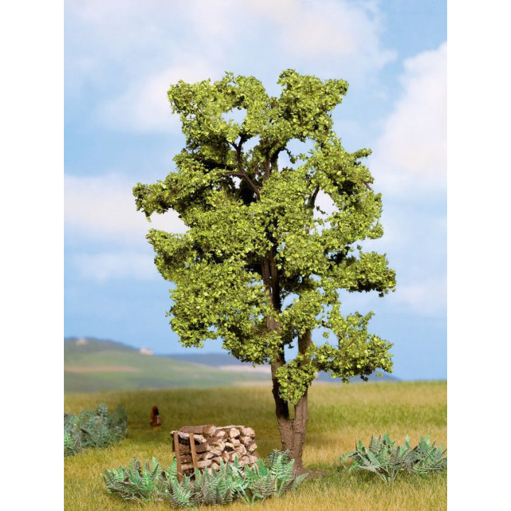Agát viackmenný , 15 cm  NO21660