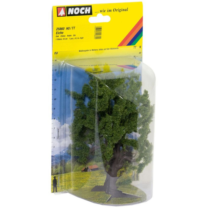 Dub, 15 cm  NO25860