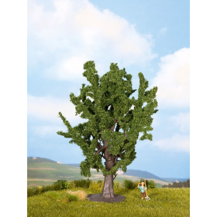 Dub, 15 cm  NO25860