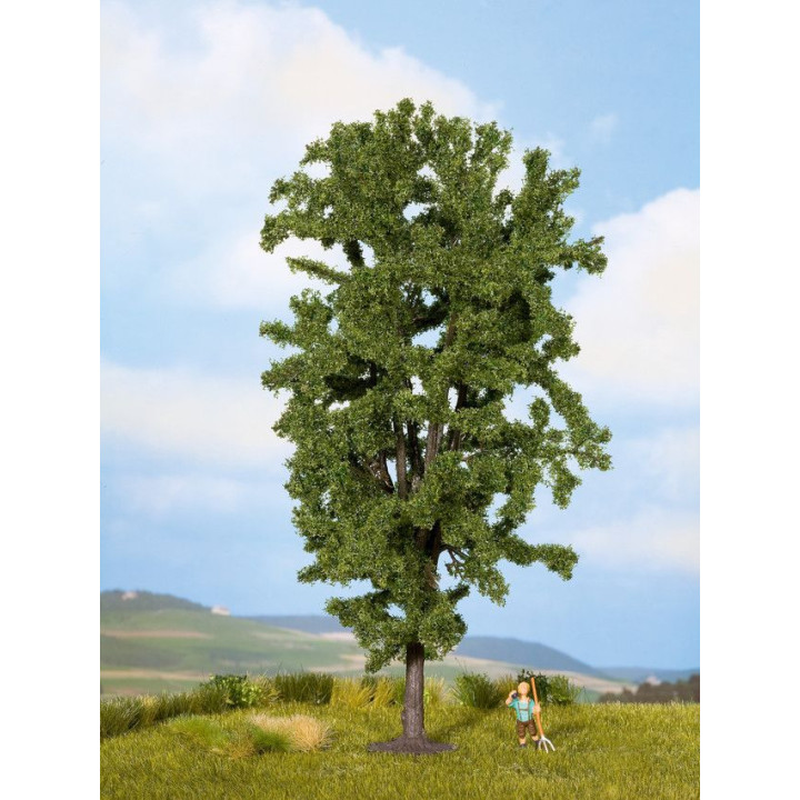 Pagaštan konský, 19 cm  NO25895